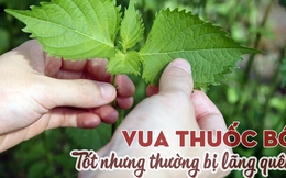 Loại cây có nhiều ở Việt Nam là “vua thuốc bổ” giúp lọc sạch máu, đường huyết điều hòa, giá rẻ bèo nhưng đang bị bỏ phí