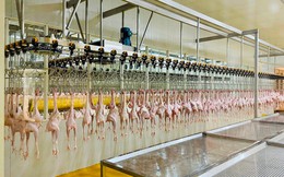 Nhà máy chế biến gà Marathon của bầu Đức đi vào hoạt động, công suất 5.000-7.000 con/ngày