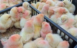 Tiêu thụ thép gặp khó khăn, Hòa Phát đẩy mạnh mảng nông nghiệp khi nhập gần 10.000 con gà giống từ Mỹ
