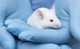 Tại sao loài chuột lại được lựa chọn để tham gia vào các thí nghiệm khoa học?
