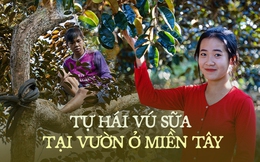 Cuối năm trải nghiệm vào vườn vú sữa tím cực sai quả ở Cần Thơ, vừa ăn vừa hái trái mang về