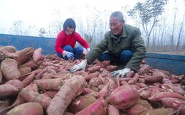 Tại sao Trung Quốc chán ăn khoai, Hàn Quốc ghét đại mạch lại đang khiến thế giới khủng hoảng lương thực?