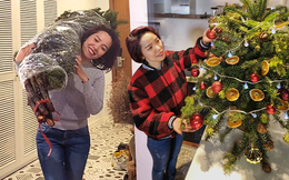Cô gái Hà Nội 'hô biến' cành thông giá 100 nghìn đồng đẹp 'nức nở' đón Giáng sinh