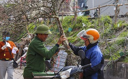 Hoa lê, hoa mận rừng xuống phố phục vụ người dân Thủ đô đón Tết sớm