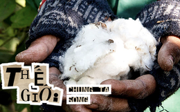 Sự thật đằng sau cái gọi là "cotton hữu cơ": Xanh hơn và đắt tiền hơn, nhưng hóa ra chỉ là một cú lừa