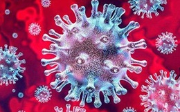 Phát hiện 3 loại virus corona mới trên dơi