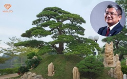 Phủ kín cây cảnh Nhật tại biệt thự 3.000m2, sếp FPT Bùi Quang Ngọc chia sẻ: Thấy lãnh đạo cao cấp say mê Nhật như thế, khách hàng Nhật sẽ dễ xiêu lòng
