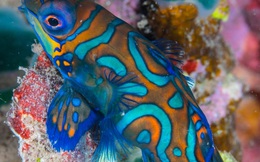 Vẻ đẹp tuyệt đỉnh của các loài động vật khiến bạn không thể rời mắt