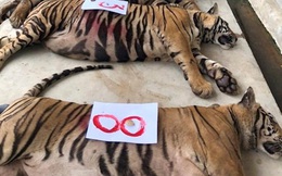 Vụ giải cứu 17 cá thể hổ ở Nghệ An: Một vườn thú ở Hà Nội nhận nuôi