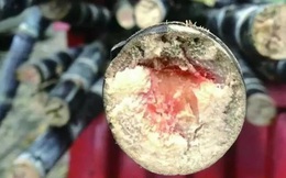 Cô gái mất mạng vì ăn cây mía có vệt đỏ bên trong: Cảnh báo loại "mía thanh minh" độc hơn nọc rắn khiến người Trung Quốc không dám chạm tay