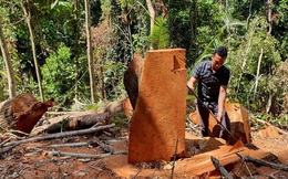 Chủ tịch tỉnh Kon Tum chỉ đạo khẩn trương điều tra vụ phá rừng ở Măng Đen