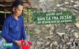 Kỳ lạ đàn cá tra hơn 20 tấn đổ về ken đặc quanh căn nhà ở An Giang: Công an hỗ trợ bảo vệ