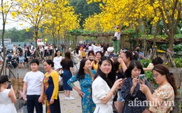 Đường hoa phong linh Park City vừa đóng cửa, người Hà Nội lại đổ xô tới chụp ảnh tại 1 địa điểm khác tạo nên khung cảnh đông đúc, hỗn loạn