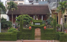 Ảnh: Ngắm hàng rào cây xanh 30 năm tuổi "độc nhất vô nhị" ở Hà Nội