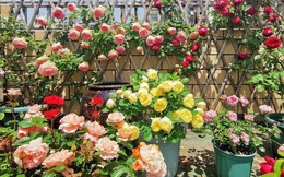 Tận dụng sân thượng làm vườn hoa để thỏa mãn đam mê, người mẹ trẻ lại nhận được lời hỏi mua hoa nhiều đến không ngờ