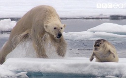 Tại sao có gấu Bắc Cực mà không có gấu Nam Cực?