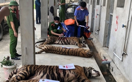 Chủ nhà cải tạo hầm gia súc để nuôi 14 con hổ Đông Dương như "nuôi lợn"