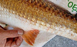 Bộ phận tiền tỷ này của một loài cá Việt Nam được thế giới săn đón, Nhật Bản ví như “trời ban”, ngư dân chỉ bắt được 1 con đã đủ ăn cả đời