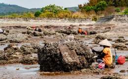 Tần tảo kiếm sống bằng nghề cầm búa ra biển chọc đá, kiếm vài trăm nghìn mỗi ngày
