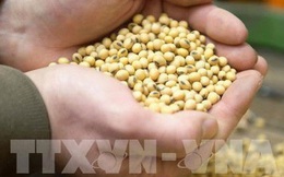 FAO: Giá lương thực toàn cầu cao kỷ lục do cuộc chiến ở Ukraine