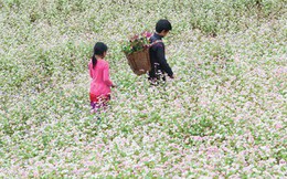 Ngỡ ngàng ngắm hoa tam giác mạch "trái mùa" ở Hà Giang khiến nhiều du khách không khỏi ngạc nhiên và thích thú