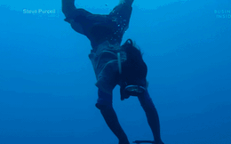 Kỳ lạ 'nhân sâm' biển khiến thợ lặn mạo hiểm tính mạng để lùng sục: Giá 81 triệu đồng/kg