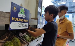 Choáng với giá sầu riêng Musang King trồng tại Việt Nam