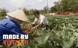 "Nhân sâm" siêu rẻ ở Việt Nam du nhập Trung Quốc, cứu đói hàng trăm triệu người