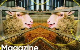 Từ cừu Dolly đến voi ma mút: Nhân bản đã thay đổi thế giới của chúng ta như thế nào?