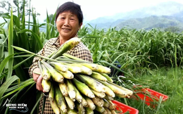 Loại rau "chân dài mỹ nữ", thế giới chỉ có Việt Nam và Trung Quốc trồng để ăn