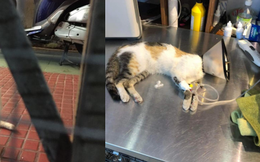 Bị tố đánh bả 20 con mèo hoang, nhà hàng steak ở TP.HCM thừa nhận: "Không từ ngữ nào có thể bào chữa cho hành động này của mình"