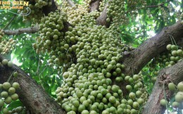 Việt Nam có loài "quả dại" mọc kín thân cây, cư dân mạng TQ rủ nhau phải ăn 1 lần cho biết