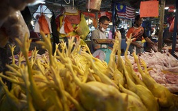 Malaysia dỡ bỏ một phần lệnh cấm xuất khẩu gà sang Singapore