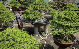 Nghệ nhân bonsai 9x kiếm tiền triệu mỗi ngày nhờ chăm cây tiền tỷ