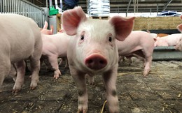 Từ chuyện 350 con lợn chết ngạt vì sự cố mất điện, cựu sinh viên Bách Khoa chế tạo hệ thống kiểm soát khí hậu chuồng nuôi, nhắm bán hàng cho Masan, CP