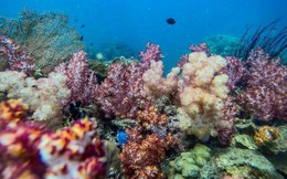 Những rạn san hô tuyệt đẹp ở các vùng biển Việt Nam đứng trước nguy cơ suy giảm hàng loạt, nhiều nơi đã phải lên kế hoạch để "giải cứu"