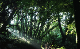Lạc vào "khu rừng đom đóm" kỳ ảo ở Hàn Quốc, đặc biệt nhất là hiện tượng chỉ xuất hiện cuối tháng 6