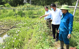 Kỹ sư xây dựng… nuôi ốc bươu, mỗi năm thu nhập hàng trăm triệu