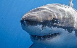 Dù bị gọi là "cá mập", nhưng loài này lại có thân hình chuẩn nhất thế giới, không một cá thể nào thừa cân