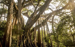 Chuyện về cây đa di sản nghìn năm tuổi ở Đà Nẵng - "Ngọn hải đăng linh thiêng" ngự giữa bán đảo Sơn Trà