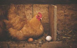 Đột phá: Tạo ra kháng thể COVID-19 từ trứng gà