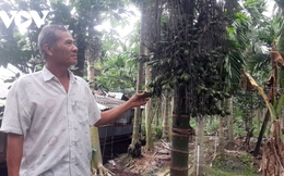 Trồng cau xuất khẩu, mô hình cho thu nhập gần nửa tỉ đồng/năm