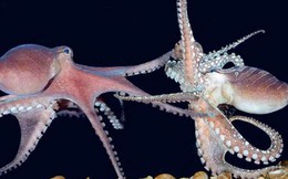 Vòng đời của bạch tuộc: cha mẹ sinh sản, chết và con mồ côi