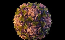 Mỹ: Bệnh biến mất 10 năm tái xuất do virus "rơi" ra từ vắc-xin sống?
