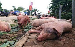 Tiêu hủy hơn 36.000 con lợn do nhiễm dịch tả châu Phi