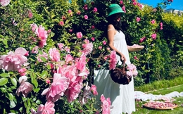 Mãn nhãn khu vườn ngập tràn hoa hồng đẹp tựa chốn bồng lai của mẹ Việt ở Đức