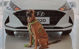 Hyundai tuyển chó làm nhân viên, đặt tên là Tucson và hút khách chưa từng thấy