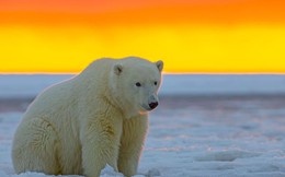Ngày càng nhiều gấu Bắc Cực đói bụng phải vào bãi rác kiếm ăn