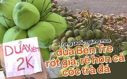 Dừa Bến Tre rớt giá, rẻ hơn cả cốc trà đá khi thị trường Trung Quốc thắt chặt nhập khẩu