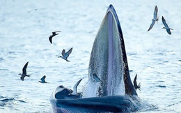 Thích thú, vỡ òa với khoảnh khắc chứng kiến cá voi xanh săn mồi trên biển Đề Gi